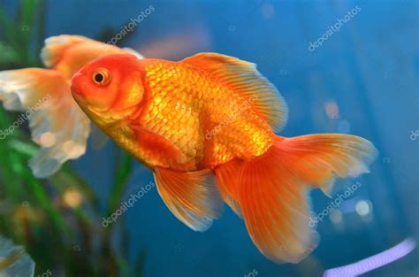 Gold fish in aquarium Stock Photo by ©tatisol 100867624