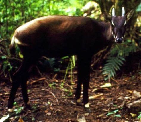 20 Best Saola images | saola, endangered animals, endangered