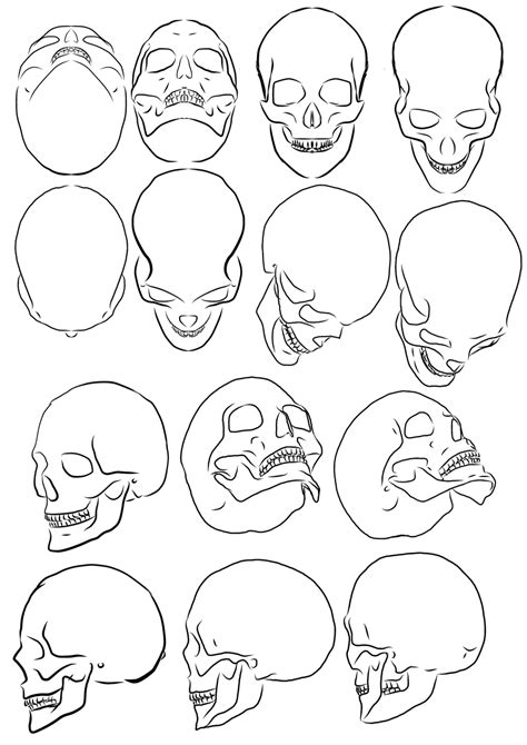 Skull study by Pharion on DeviantArt