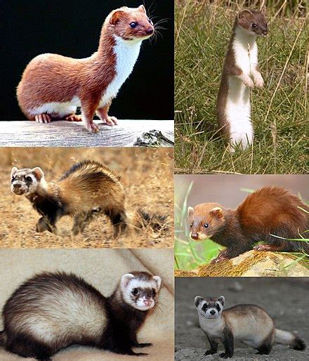 Weasel - Wikipedia