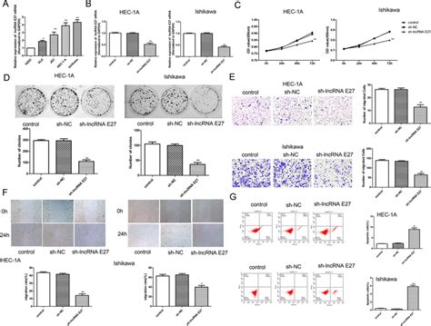 Sh LncRNA E27 Inhibits Viability Migration And Invasion And Promotes