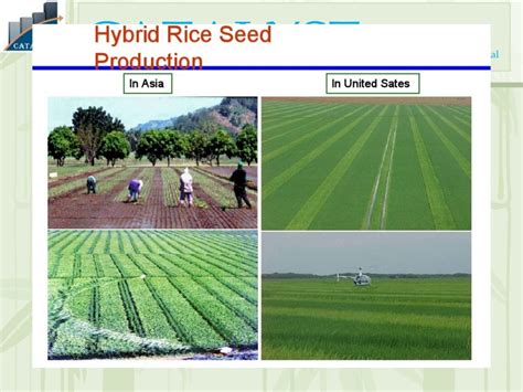 Hybrid Rice Production Technique