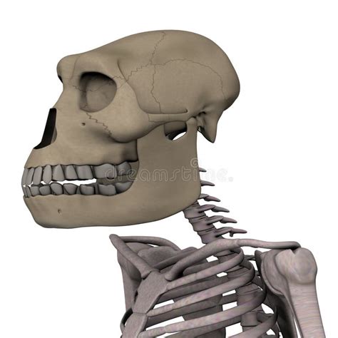 Australopithecus Skull Stock Illustrations – 24 Australopithecus Skull Stock Illustrations ...