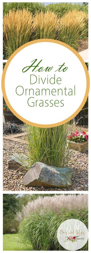 The Best Time To Cut Back Ornamental Grass Craftsmumship