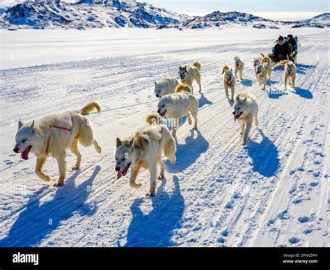 Inuit With His Dog Sled Team Tasiilaq Ammassalik Island