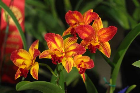 Fiery Cattleya Cattleya Sp From The Windsor Essex Orchid Flickr