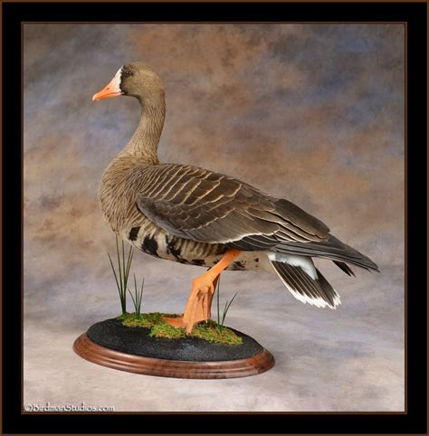 Specklebelly Goose Mounts- Waterfowl Taxidermy