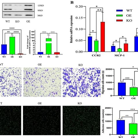 ARID5B suppresses the expression of CCR2 MCP 1 and TNF α and the