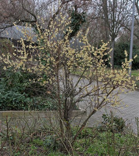 Chimonanthus praecox