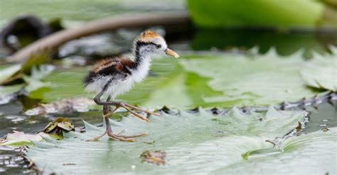 Jacana Pictures Az Animals