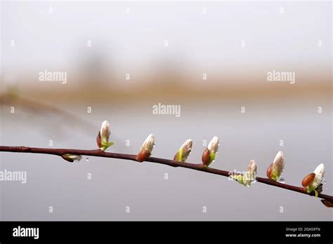 Water Drops On A Twig Pussy Willow Branches With Catkins Early Spring