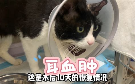 一次性给猫咪戴了八颗耳钉总算是根治了它的耳血肿希望它以后可以健健康康的 领航动物医院 来刀刀 领航动物医院 来刀刀 哔哩哔哩视频