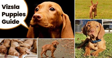 The Complete Guide To Hungarian Vizsla Puppies | It's A Vizsla