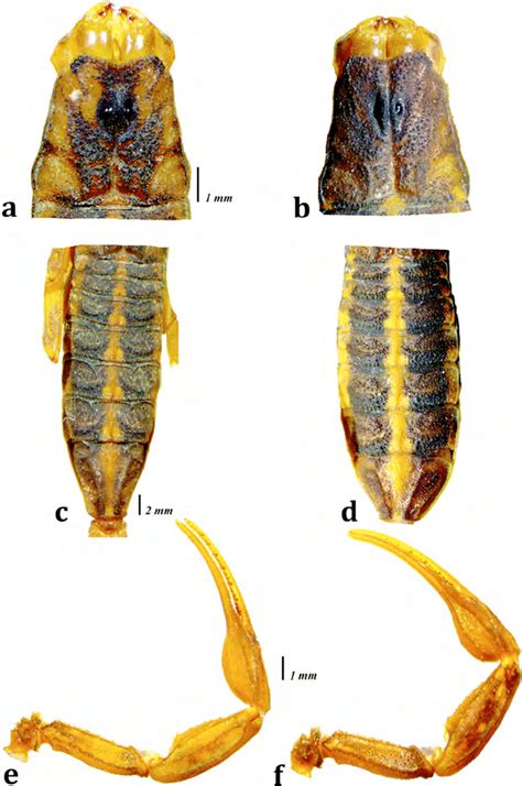 Centruroides Lauriadnae Sp N Carapacho Mesosoma Y Pedipalpo Vista Download Scientific