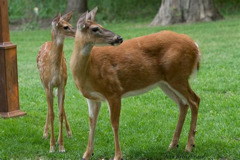 Ann Brokelman Photography: White Tailed Deer with fawns Sept 2016