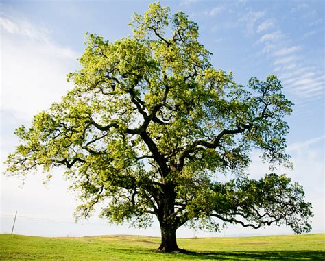 How Trees Talk to Each Other 