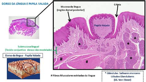Glandula Embaixo Da Lingua - Histologia Geografica Da Lingua