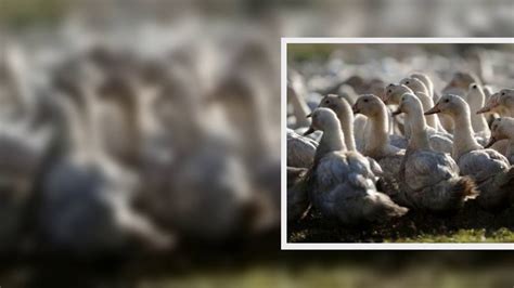 Risque élevé de grippe aviaire dans 46 départements il faut sauver le