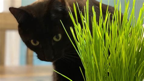 Cat Grass Kit A Surprisingly Easy Diy To Save Your Houseplants