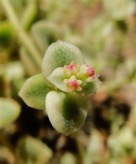 Crassula Pellucida Petite Bicolor Succulentista Flickr