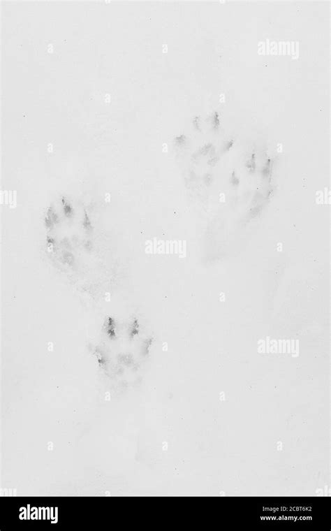 Squirrel tracks snow hi-res stock photography and images - Alamy