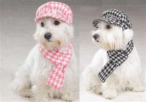 Gorra Con Bufanda A Juego Para Perros Pelu Canina Pinterest Juego