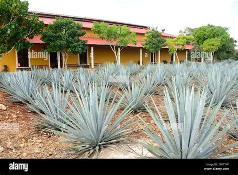 Tequila Agave O Agave Azul Agave Tequilana Es Una Planta Suculenta