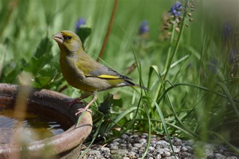 Greenfinch Bird Potions Free Photo On Pixabay Pixabay