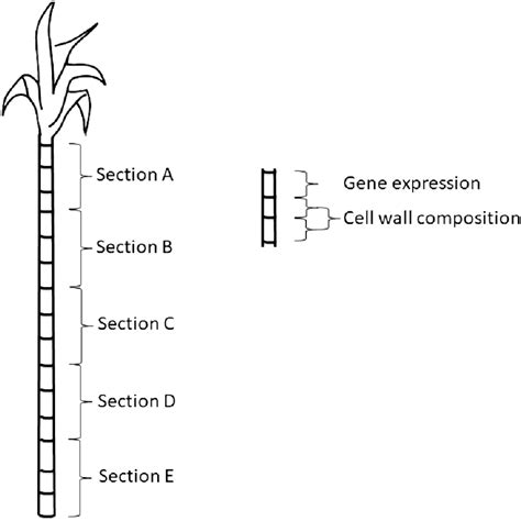 Schematic Of Sampling Sections Along The Sugarcane Stem This Schematic