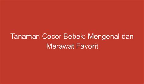 Tanaman Cocor Bebek: Mengenal dan Merawat Favorit Tanaman Hias