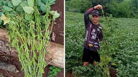 Pé de soja chega a 1 7m e produz 900 grãos em lavoura no município de