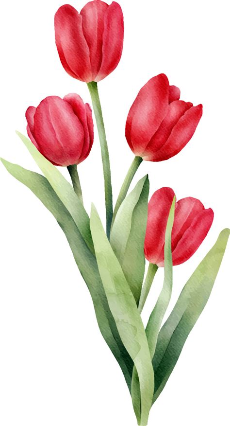 Tulip Watercolor