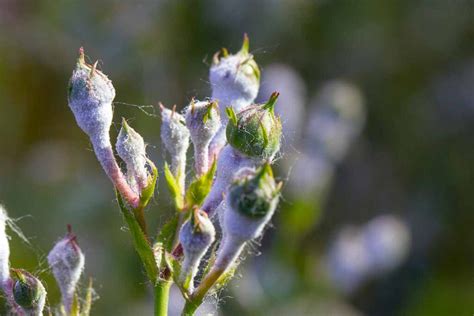 How to Identify and Treat Powdery Mildew on Roses | Gardener’s Path