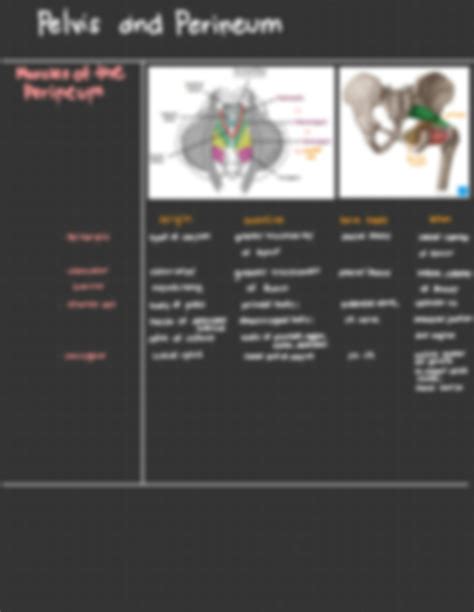 SOLUTION Anatomy Pelvis And Perineum Studypool