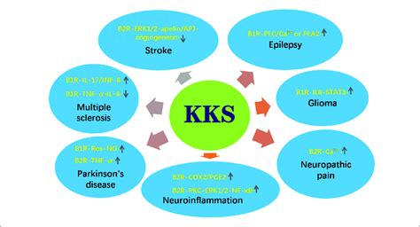 | The roles of kinin/kinin receptors system (KKS) in neurological... | Download Scientific Diagram