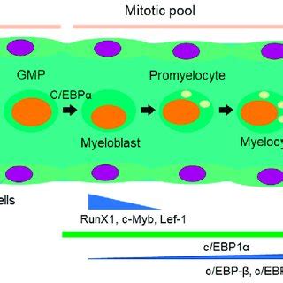 Schematics show the developmental stages of neutrophils. Neutrophil ...