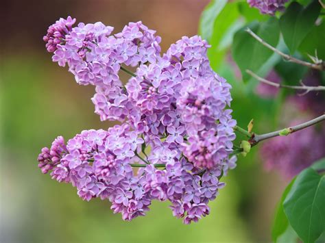 Will Lilacs Grow In South Carolina - Vitex Species Chaste Tree