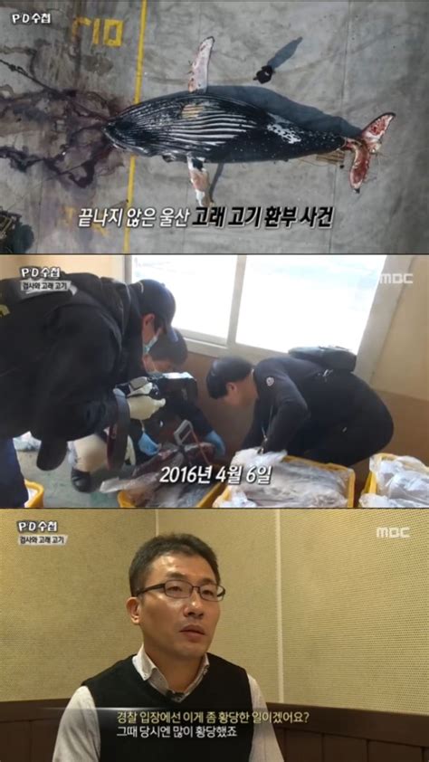 Tv온에어 Pd수첩 울산 고래고기 논란과 검찰 비리