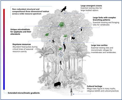 Schematic Illustration Of Key Structures And Support To Biodiversity Download Scientific