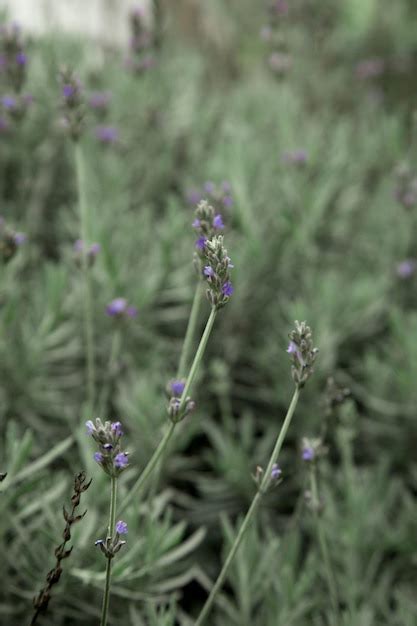 Premium Photo | Lavender purple flower blossom plant