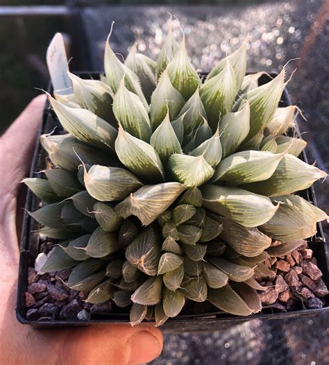 A Very Big Haworthia Cooperi Rsucculents