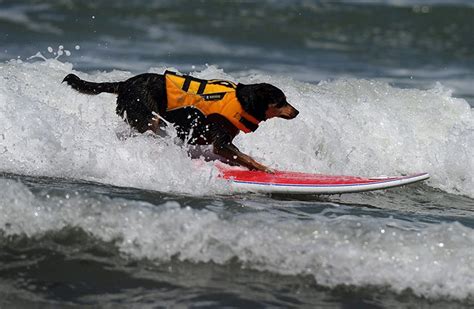 6th Annual Surf Dog Competition, California | Amusing Planet