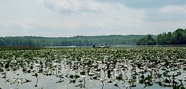 Potomac Teams Tournament Bass Fishing Circuit On The Potomac River