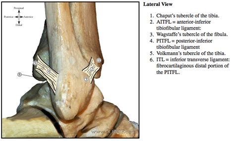 Ankle Syndesmosis Anatomy Anatomy Reading Source