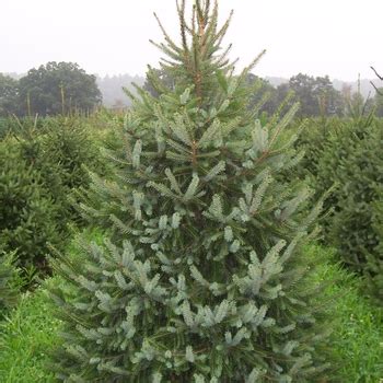 Picea Omorika Pendula Bruns Weeping Serbian Spruce Garden Center