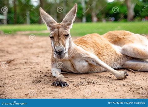 Kangaroos and Wallabies at the Santuary, Queensland, Australia Stock ...