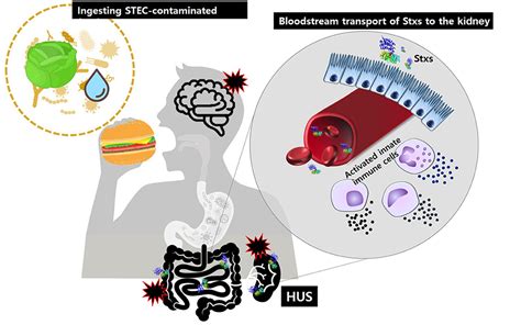 Frontiers Recent Updates On Outbreaks Of Shiga Toxin Producing