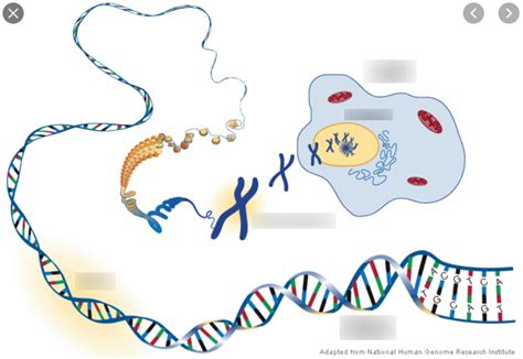 relationship between DNA, chromosomes and genes Diagram | Quizlet