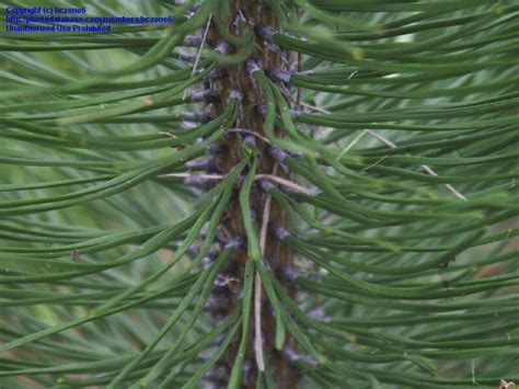 Plantfiles Pictures Pinus Species Austrian Pine Black Pine Corsican