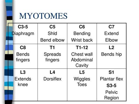 PPT - MYOTOMES & DERMATOMES PowerPoint Presentation - ID:723304